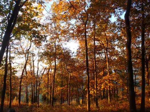 Fall colors in the forest.