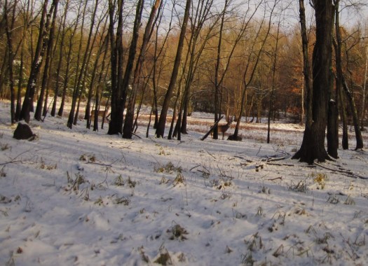 We saw lots of deer.