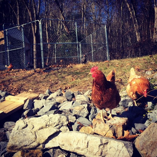 A couple of our hens.