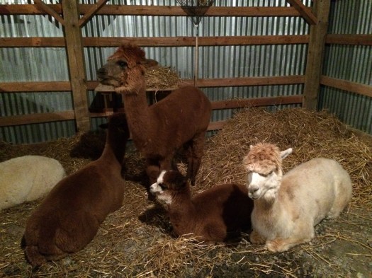 First night in their new home.