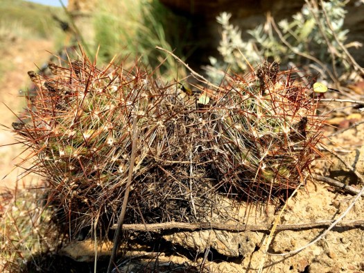 spiky plants switchgrass