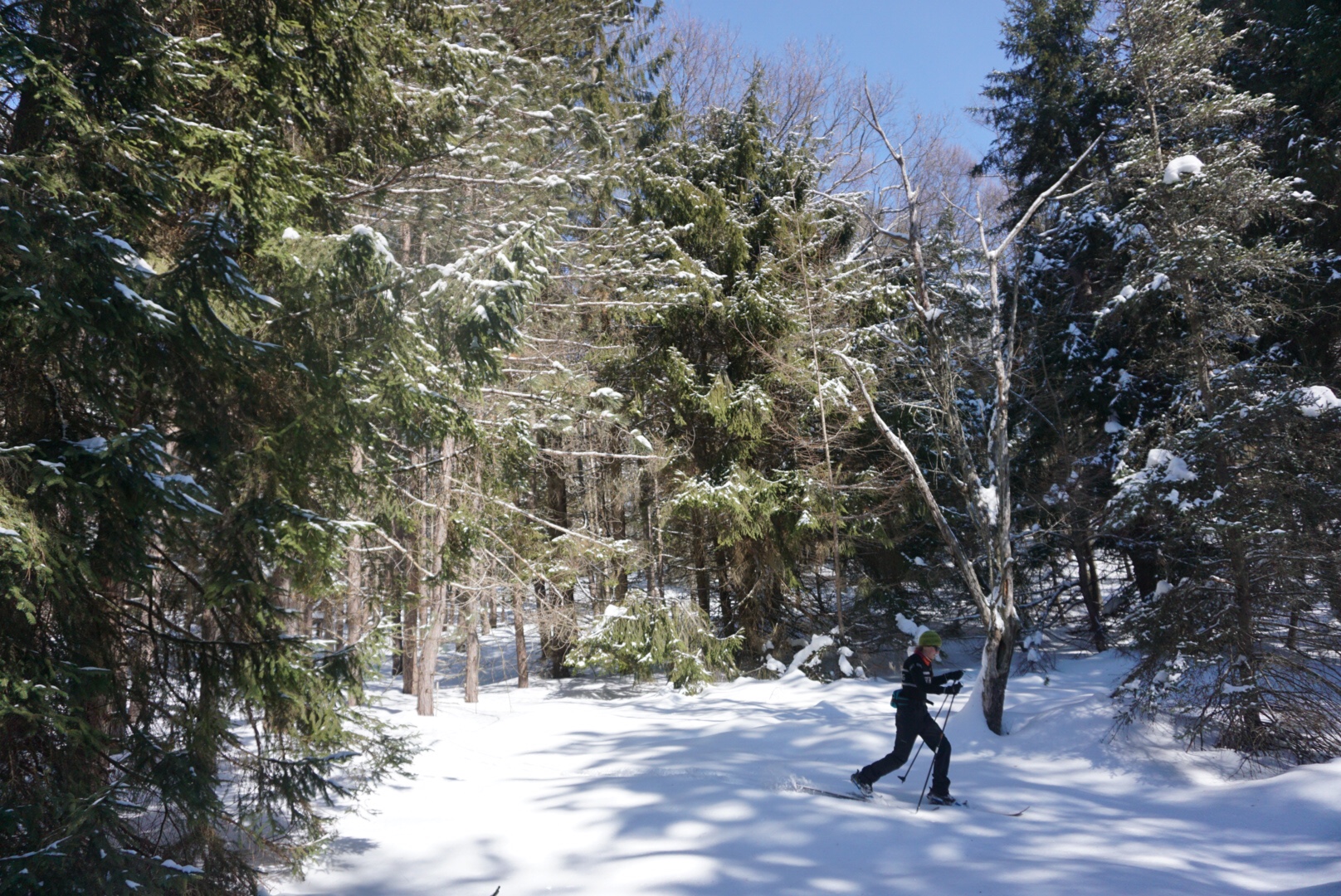 Altai Hok skis in the Pennsylvania backcountry. – helena kotala